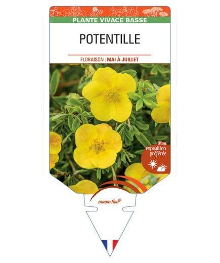 Potentille (jaune)