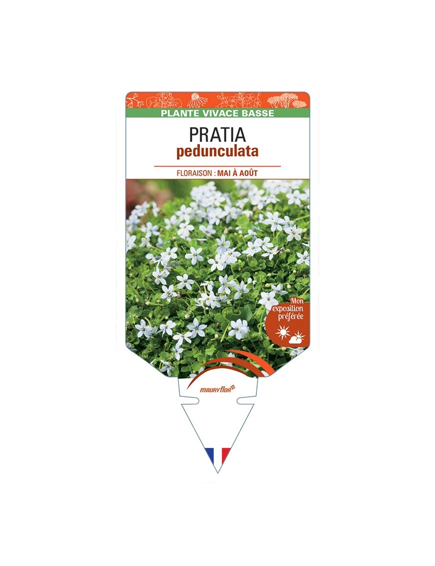 PRATIA pedunculata