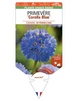 PRIMULA denticulata Corolla Blue voir Primevère