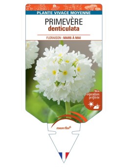 PRIMULA denticulata voir Primevère (blanc)