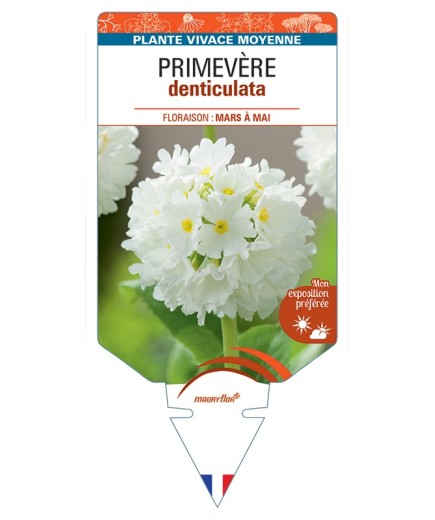 PRIMULA denticulata voir Primevère (blanc)