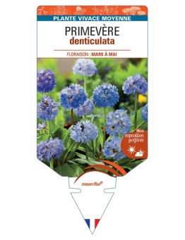 PRIMULA DENTICULATA voir Primevère (bleu)