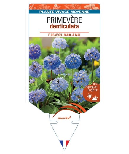 PRIMULA DENTICULATA voir Primevère (bleu)