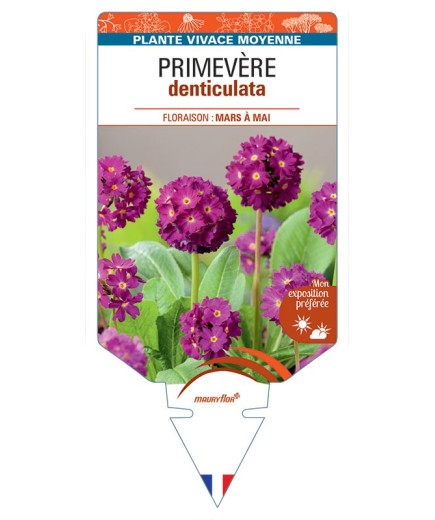 PRIMULA DENTICULATA voir Primevère (rose)