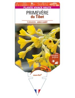 PRIMULA florindae voir Primevère du Tibet