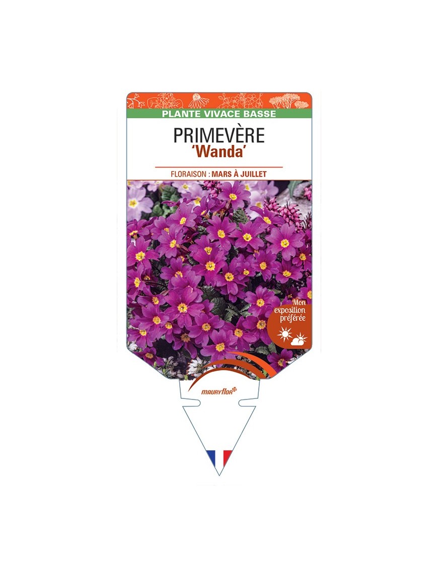 PRIMULA Juliae Wanda voir Primevère