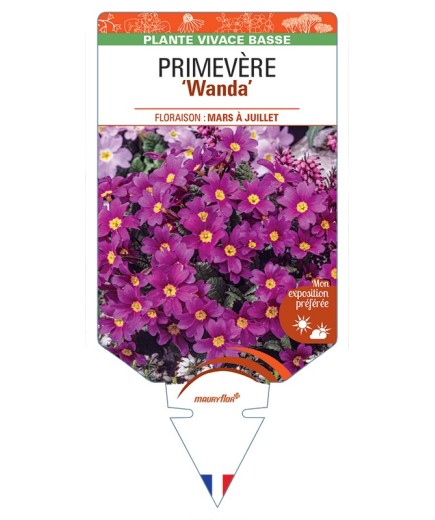 PRIMULA Juliae Wanda voir Primevère
