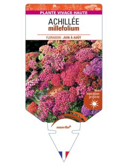ACHILLEA (millefolium varié)