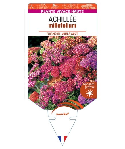 ACHILLEA (millefolium varié)