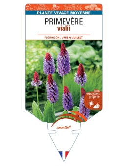 PRIMULA vialii voir Primevère