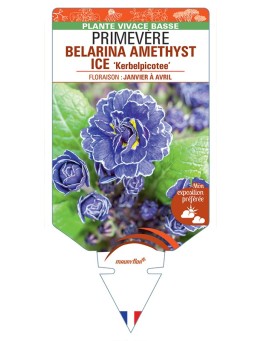 PRIMULA vulgaris (double) BELARINA AMETHYST ICE Kerbelpicotee voir Primevère
