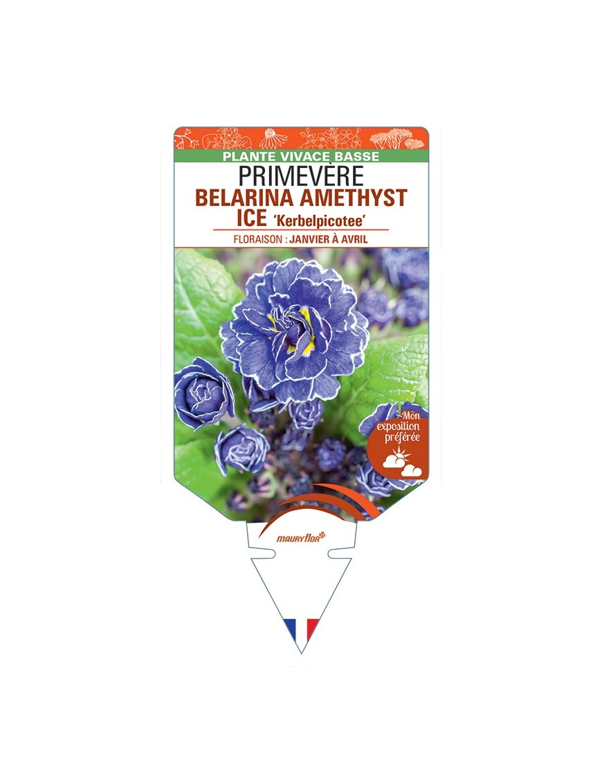 PRIMULA vulgaris (double) BELARINA AMETHYST ICE Kerbelpicotee voir Primevère