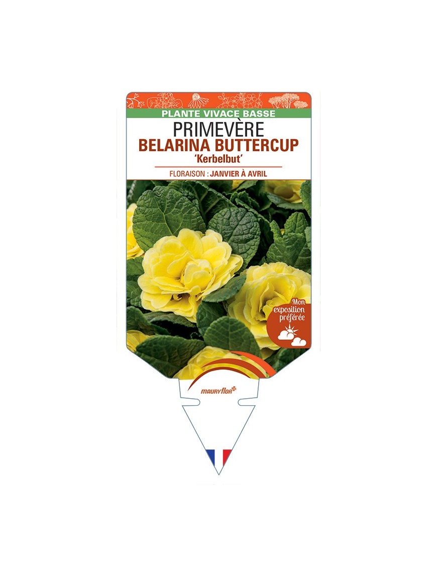 PRIMULA vulgaris (double) BELARINA BUTTERCUP Kerbelbut voir Primevère