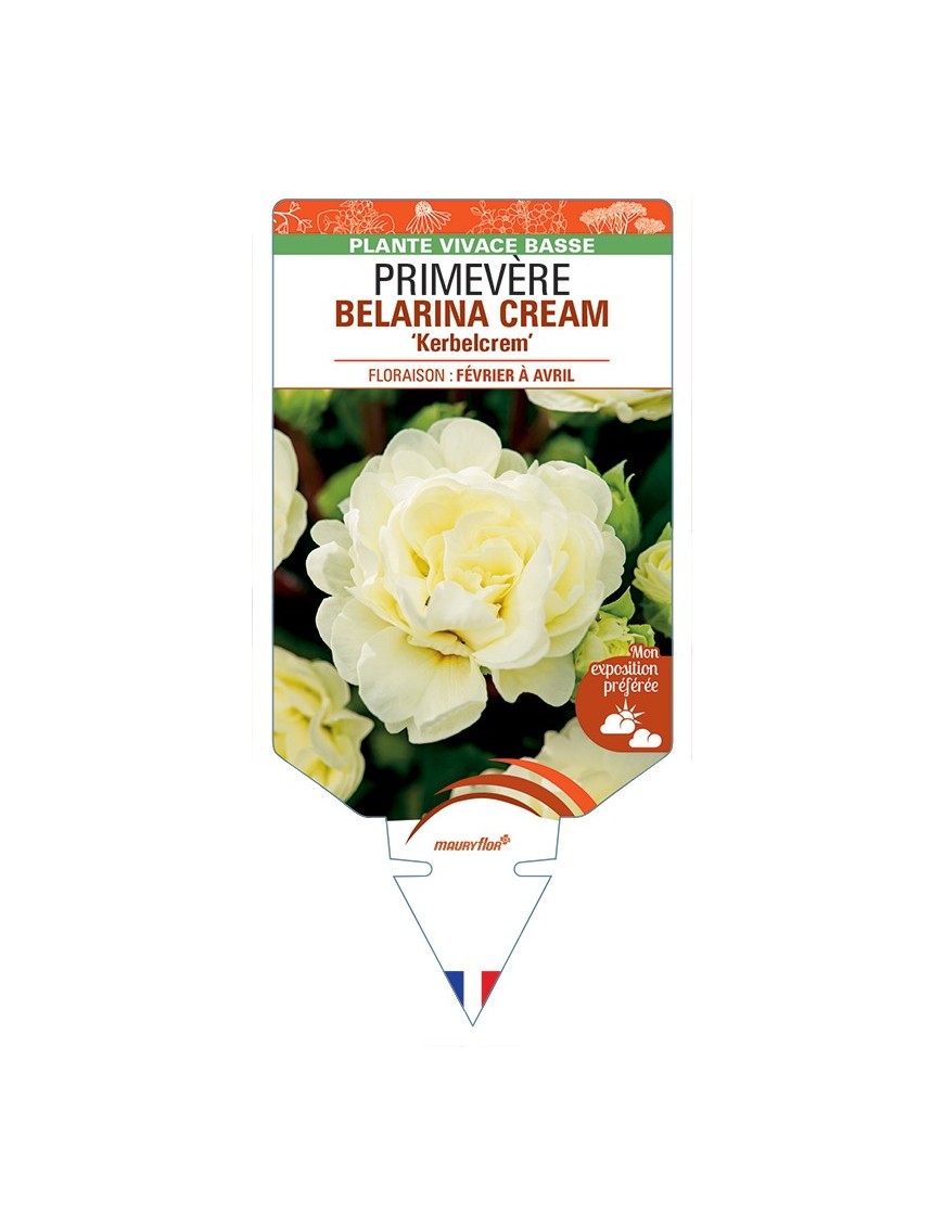 PRIMULA vulgaris (double) BELARINA CREAM Kerbelcrem voir Primevère