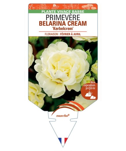 PRIMULA vulgaris (double) BELARINA CREAM Kerbelcrem voir Primevère