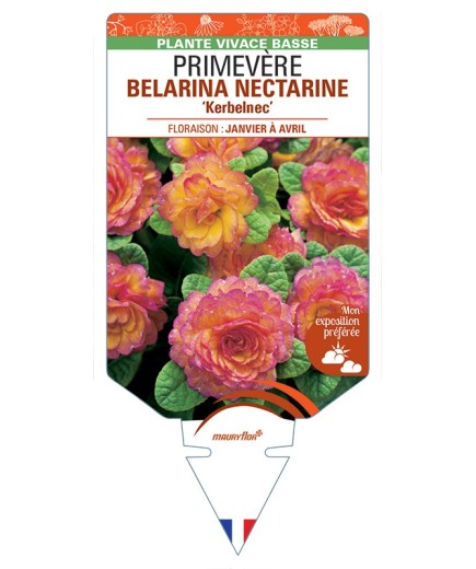 PRIMULA vulgaris (double) BELARINA NECTARINE Kerbelnec voir Primevère
