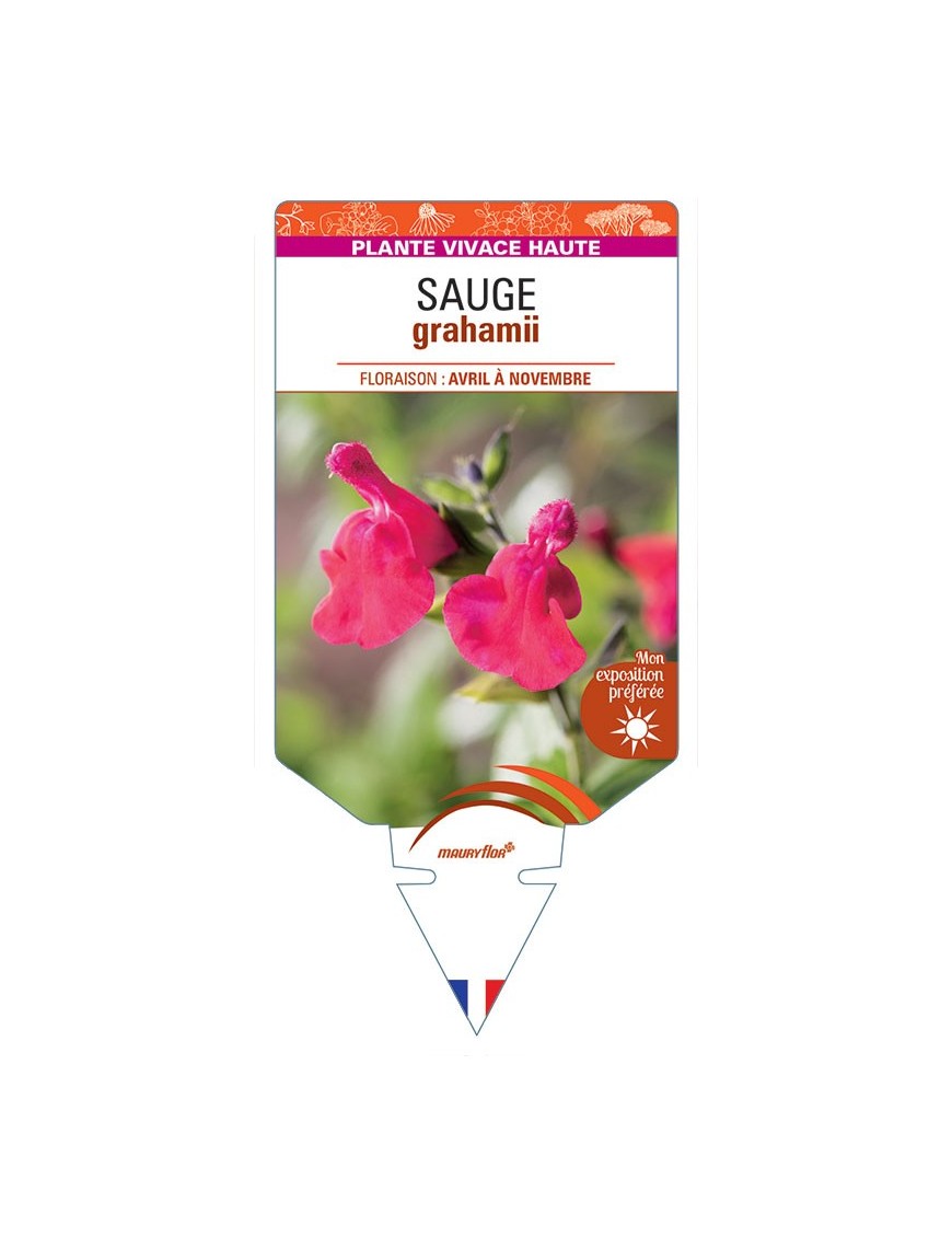 SALVIA (microphylla) voir SAUGE grahamii *