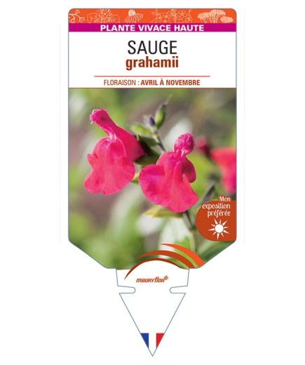 SALVIA (microphylla) voir SAUGE grahamii *
