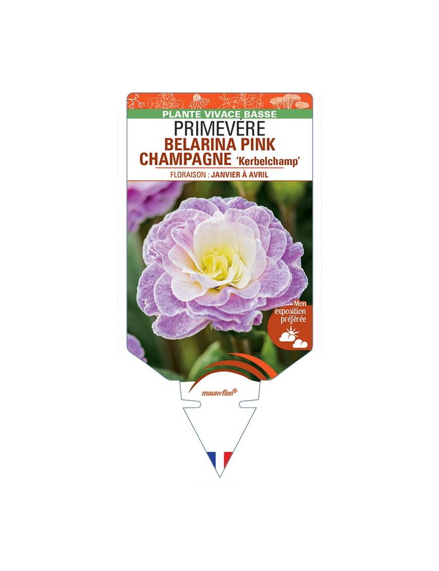 PRIMULA vulgaris (double) BELARINA PINK CHAMPAGNE Kerbelchamp voir Primevère