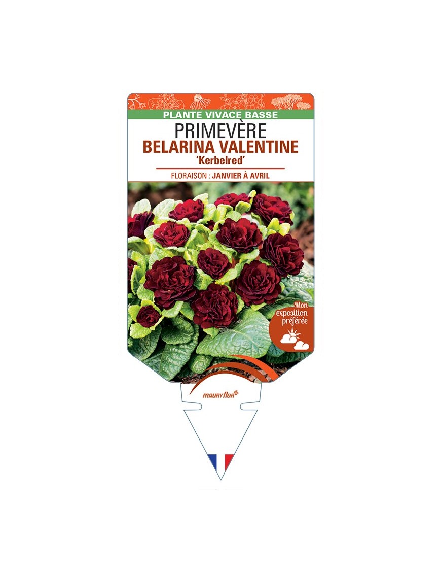 PRIMULA vulgaris BELARINA VALENTINE Kerbelred voir Primevère