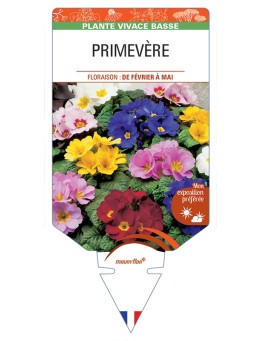 PRIMULA vulgaris voir Primevère (varié)