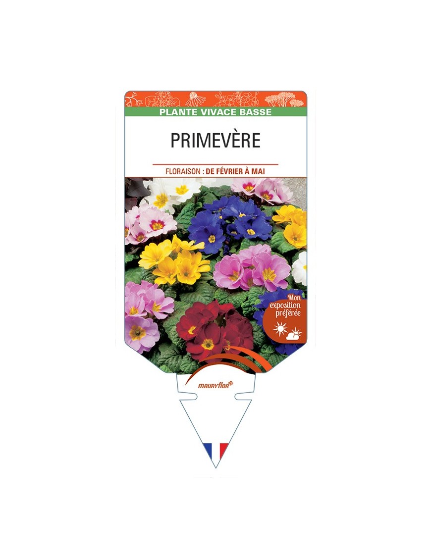 PRIMULA vulgaris voir Primevère (varié)