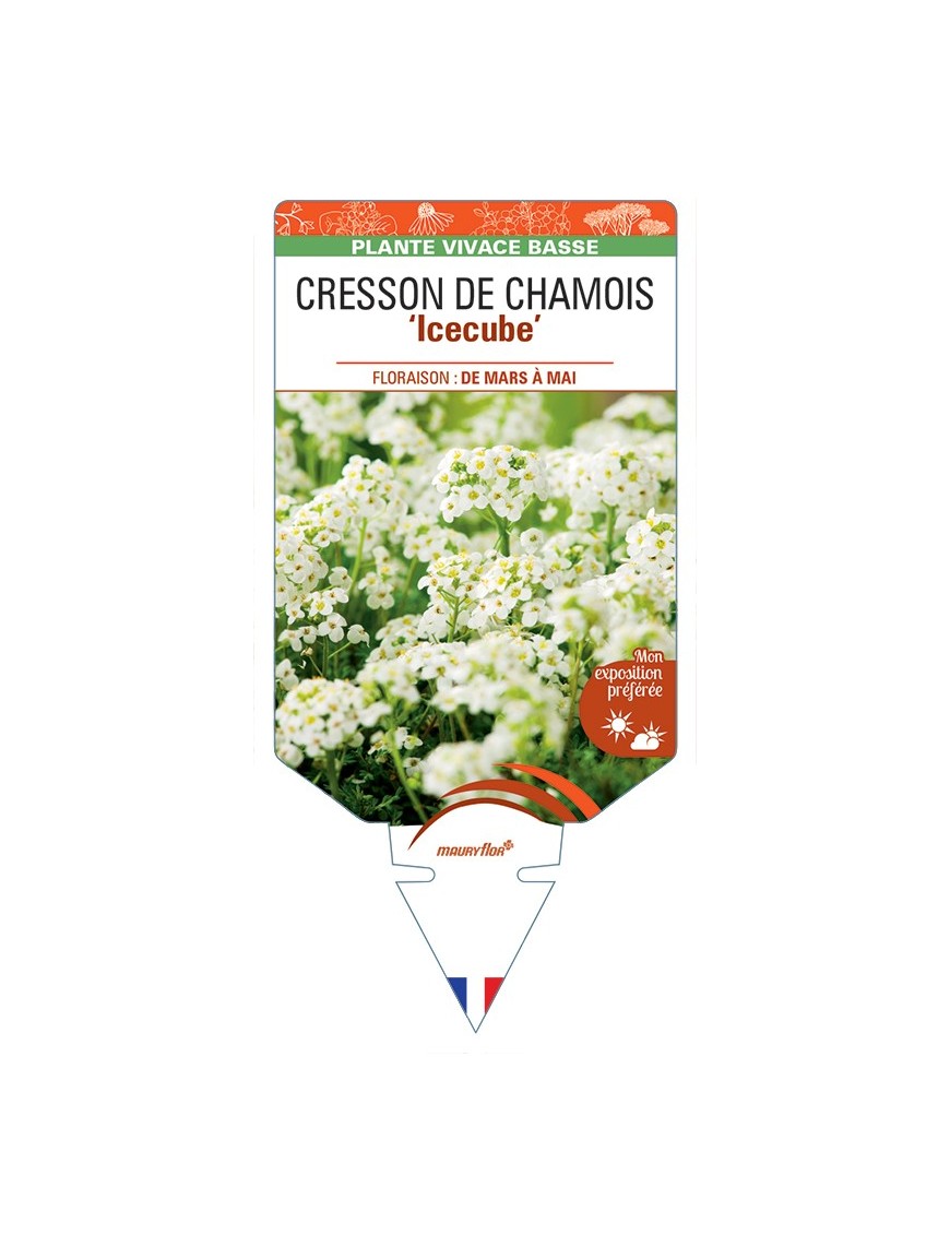 PRITZELAGO alpina Icecube voir Cresson de Chamois