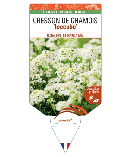 PRITZELAGO alpina Icecube voir Cresson de Chamois