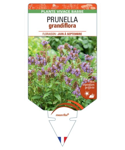 PRUNELLA GRANDIFLORA (bleu)