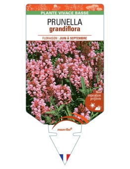 PRUNELLA GRANDIFLORA (rose)