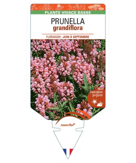 PRUNELLA GRANDIFLORA (rose)