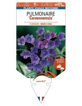 PULMONARIA (longifolia) Cevennensis