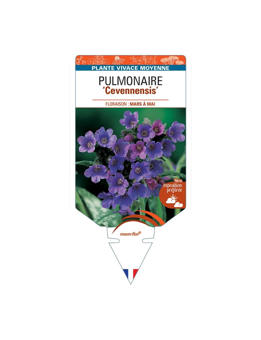 PULMONARIA (longifolia) Cevennensis