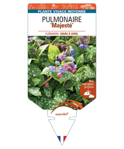 PULMONARIA Majesté