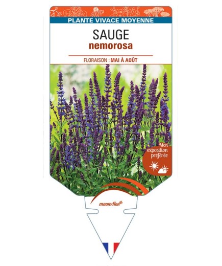 SALVIA NEMEROSA voir SAUGE (bleu)
