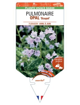 PULMONARIA OPAL Ocupol