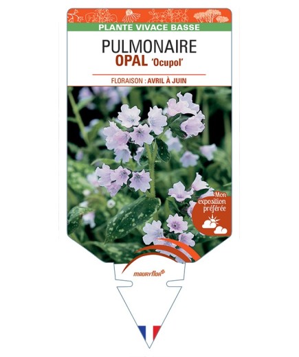 PULMONARIA OPAL Ocupol