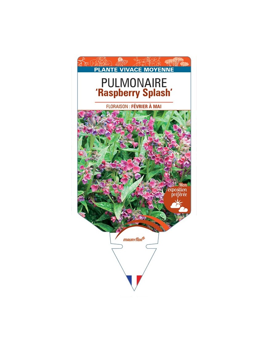 PULMONARIA Raspberry Splash