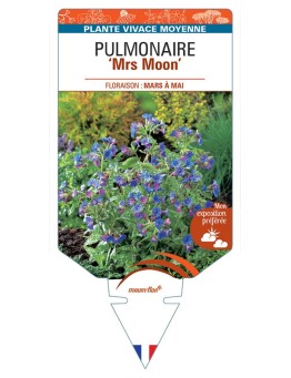 PULMONARIA SACCHARATA MRS MOON