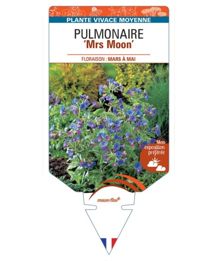 PULMONARIA SACCHARATA MRS MOON