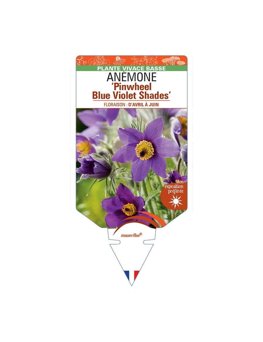 PULSATILLA vulgaris Pinwheel Blue Violet Shades voir Anémone
