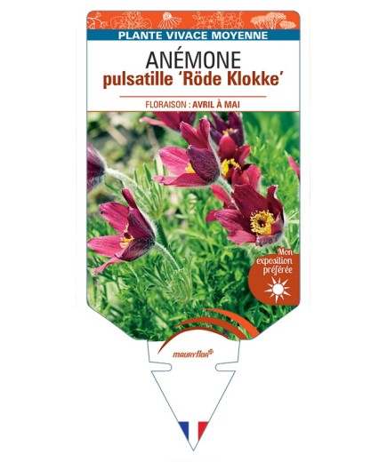 PULSATILLA vulgaris Röde Klokke voir Anémone