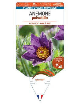 PULSATILLA vulgaris voir Anémone (bleu)