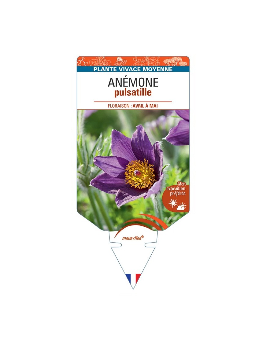 PULSATILLA vulgaris voir Anémone (bleu)