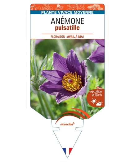 PULSATILLA vulgaris voir Anémone (bleu)