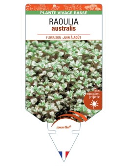 RAOULIA australis