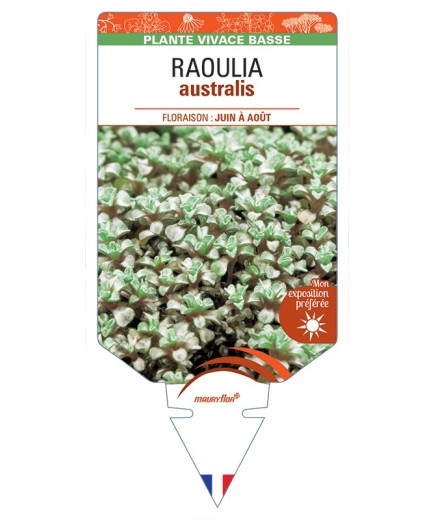 RAOULIA australis