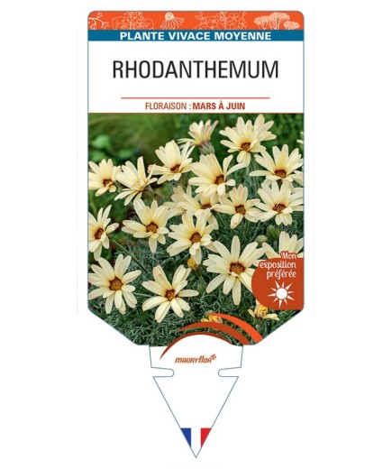 RHODANTHEMUM (jaune)