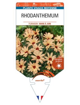 RHODANTHEMUM (orange)