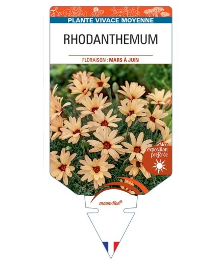 RHODANTHEMUM (orange)
